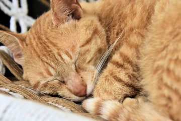 石垣島の昼寝するネコさん