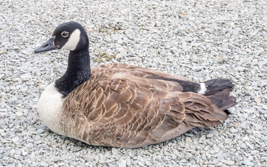 Duck at lake side