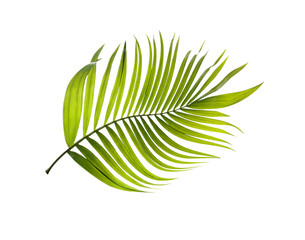 Green leaf of palm tree on white background