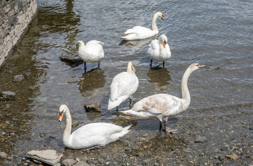 Swan at lake coast