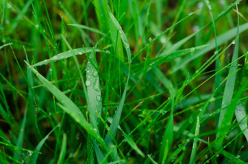 Close up of fresh thick grass with water drops