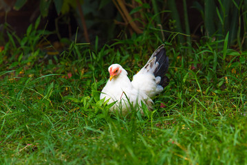 Beautiful chicken in garden