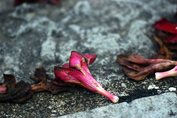 Fallen pink oleander flowers on a gray stone