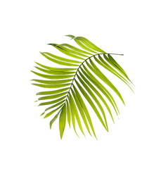 Green leaves of palm tree on white background