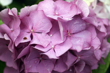 Purple flowers on the bush hydrangeas