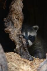 Fototapeta premium raccoon in a tree