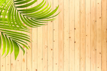 Green leaves of palm tree on wood wall