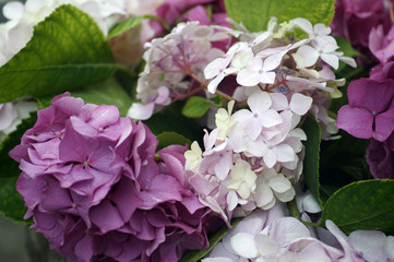 The dark purple and light lilac hydrangea flowers