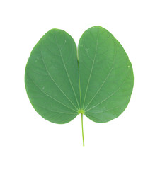 Fototapeta premium Purple Bauhinia leaf