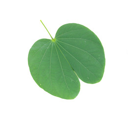 Purple Bauhinia leaf