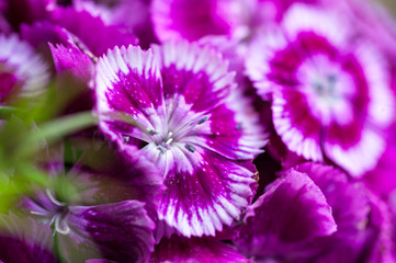 Dianthus chinensis flowers