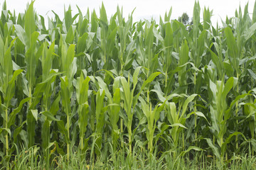 Corn field in Europe. Mid summer.