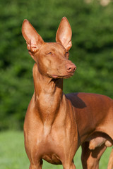 Portrait of nice Pharaoh Hound