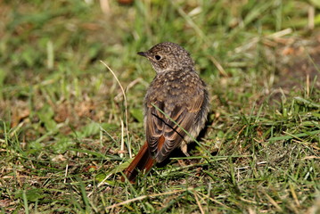 Rougequeue à front blanc juvénil