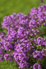 Thyme (Thymus vulgaris) blossoming in the garden of herbs.