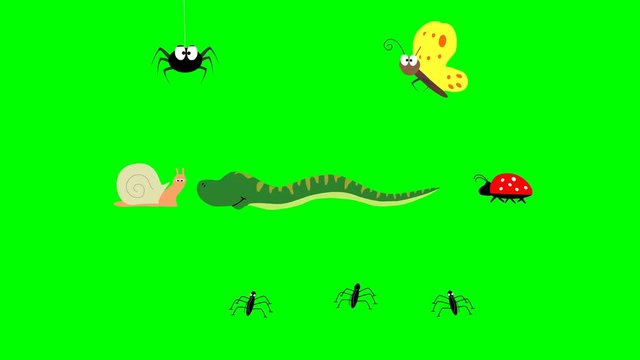 Cute insects. Spider, butterfly, snail, snake, ladybug and pond skaters on a green screen