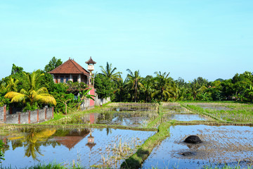 Fototapeta na wymiar Rice tarrace in Ubud. Bali. Indonesia