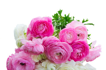 Pile of pink and white ranunculus fresh flowers close up isolated on white background