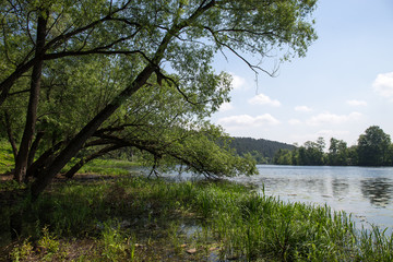 Obraz premium Старые ивы склонились над заболоченным берегом реки. Село Архангельское. Россия.