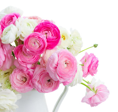 Pink and white ranunculus fresh blooming flowers in vase close up isolated on white background