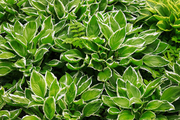Naklejka na ściany i meble Hosta plant. Green leaves background.