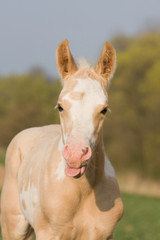 Portrait of nice foal - paint horse