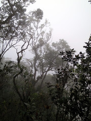 Obraz na płótnie Canvas Foggy rain forest, borneo, malaysia