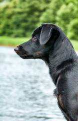 Beautiful black dog on fishing boat