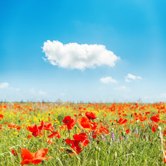 red flower of poppies on field and cloud in blue sky