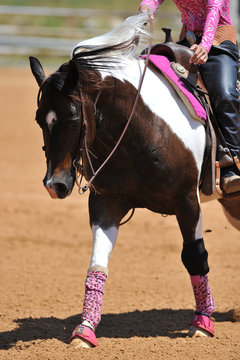 The front view of the rider in leather chaps on horseback 
