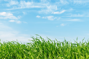 Fototapeta na wymiar green grass closeup under blue cloudy sky. soft focus