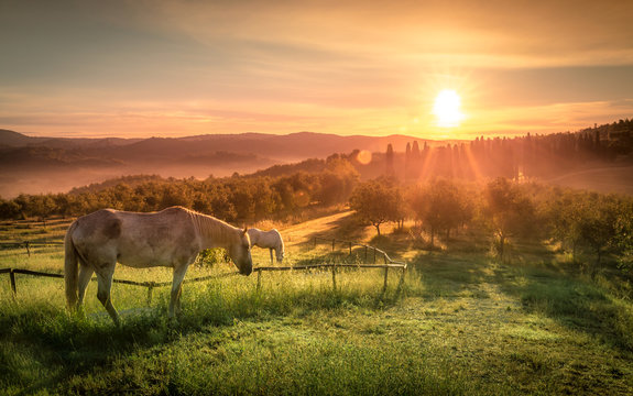 Wild horses and tuscan sunrise