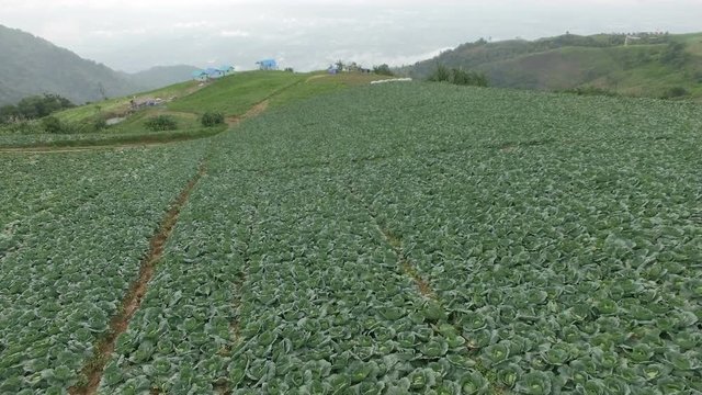 Aerial view of cabbage farm, mountain background. UHD 4K 3840x2160.

