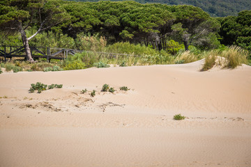 Sand dune of Bolonia beach, province Cadiz, Andalucia, Spain