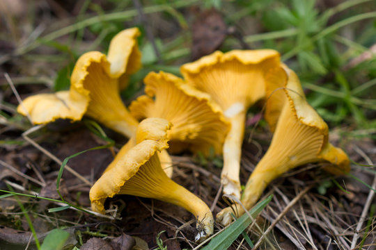 The chanterelle mushrooms.Mushrooms on the grass in the forest