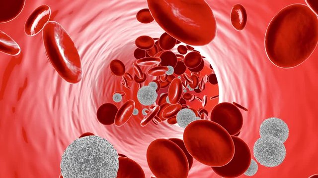 Animation of Leukocyte cells flowing in the bloodstream with Erythrocytes.
