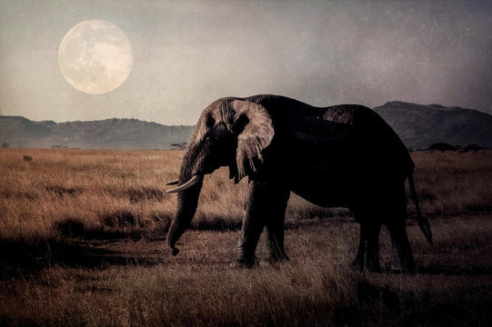 Elephant in the savannah on the background of the moon. Africa.