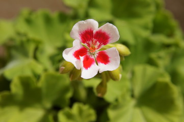 Fleur bicolore de pélargonium