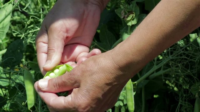 harvest peas/harvest green peas hands