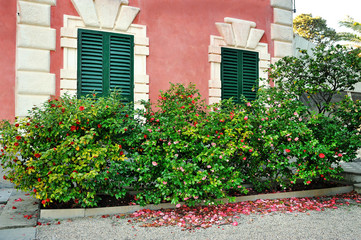 Fototapeta na wymiar bush in front of facade with window and shutters in Italy