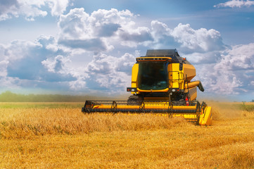 Obraz premium Combine harvester on a wheat field.