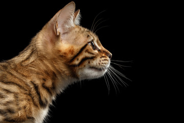 Fototapeta na wymiar Closeup Portrait in Profile view of Bengal Kitty Isolated Black Background