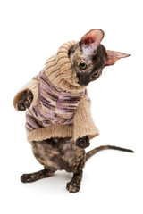 Cat breed Cornish Rex  in  sweater