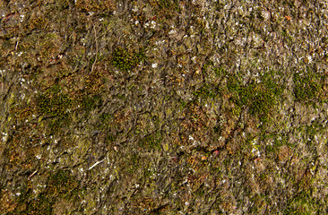 carpet sprouting moss