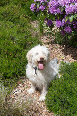 A white dog posing in the middel of flowers