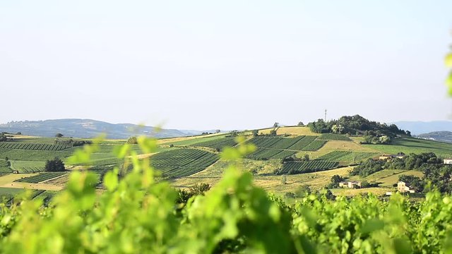 Hill with vineyards in Beaujolais, Burgundy