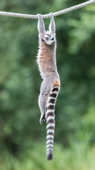 Ring-tailed lemur (Lemur catta) - obrazy, fototapety, plakaty
