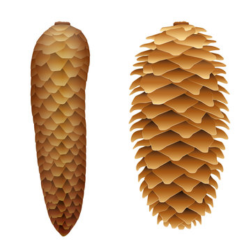 Spruce cones - with flat closed scales at humidity and protruding scales when dried.