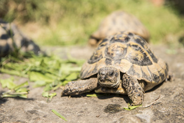 Schildkröte im Gehege - Testudines