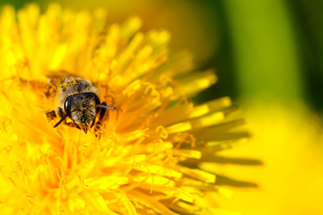 bee in a dandelion flower